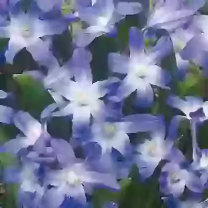 Forbesii Blue Giant